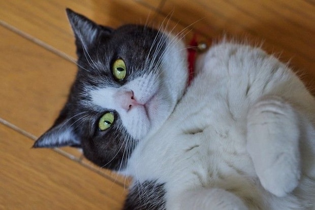 仰向けでこちらを見上げる猫