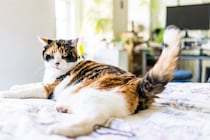 猫がする『飼い主に誤解されやすい』行動3選　考えられる心理から本当の意味まで