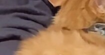 人見知りな子猫→『お隣さん』が訪ねてきた結果…とんでもなく『尊い行動』に「赤ちゃんみたい」「可愛すぎて泣いちゃう」と３万いいね