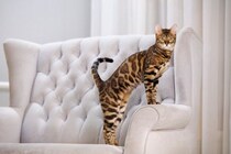 猫の体型を分類する『ボディタイプ』6つ　種類ごとの特徴や当てはまる猫種もご紹介