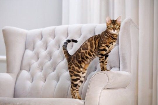 猫の体型を分類する『ボディタイプ』6つ　種類ごとの特徴や当てはまる猫種もご紹介