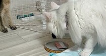 お気に入りのおもちゃを使われて『怒る姉猫』→子猫の反応を見ると…涙が出るほど尊い瞬間に５万いいね「味がある」「モンスターみたいｗｗ」