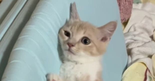 保護されたばかりの子猫に……先住猫がとった『まさかの行動』に１７万いいねの大反響「すごいことになってるｗ」「ニヤニヤしてしまった」
