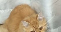 家を出た直後、振り返って『窓』を見たら…猫がくわえていた『まさかのモノ』に４万いいね「昼ごはん忘れてるニャ」「仕事行きたくなくなるｗ」