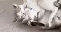 じゃれ合う『兄弟のような２匹の猫』→５年が経つと…ずっと見ていたくなる『微笑ましい光景』に「ふたりとも可愛いね」「仲がいい」と反響
