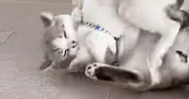 じゃれ合う『兄弟のような２匹の猫』→５年が経つと…ずっと見ていたくなる『微笑ましい光景』に「ふたりとも可愛いね」「仲がいい」と反響