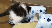 家に来てすぐに探検を始めた保護子猫→２時間後に見せた『まさかの光景』に癒される人が続出「素晴らしい適応力ｗ」「可愛すぎるぜ」と反響