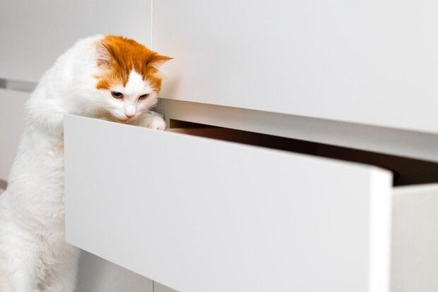引き出しを開ける猫
