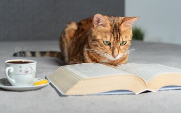 本を熟読しているように見える猫