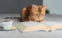 猫が『飼い主のマネをしている』ように見える瞬間4選　実は偶然ではない？科学的な根拠も解説