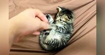 保護当初は『手のひらサイズだった子猫』→５年後……「想像をはるかに超えてきたｗ」驚きのビフォーアフターが52万再生「ボスになってるｗ」