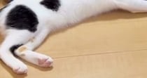 ふと『床でくつろぐ猫』を見たら→『パパのスリッパ』に…ママ爆笑の『まさかの光景』に「気を失ってるのかとｗ」「人には見せられないｗ」