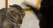 『喧嘩をする２匹の猫』を見ていると…１匹の猫がとった『予想外すぎる行動』が70万再生「吹いてしまった」「耐えられなかったｗｗ」と大爆笑