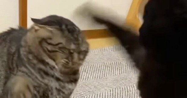 『喧嘩をする２匹の猫』を見ていると…１匹の猫がとった『予想外すぎる行動』が70万再生「吹いてしまった」「耐えられなかったｗｗ」と大爆笑