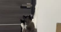 出張中のパパの部屋の前で『鳴き続けていた猫』→服を渡してみたら…可愛すぎる光景が47万再生「本当に大好きなんだね」「即帰りたくなる」