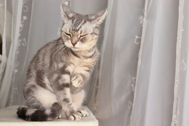 イカ耳猫アメリカンショートヘアー
