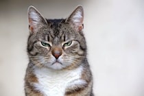 猫があなたに『文句を言いたくなる』瞬間4選　不満を感じる理由や見逃したくないサインも