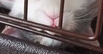 ケージの中でお昼寝をする『小さな子猫』…あまりにも可愛らしい寝相の数々に「大物になる予感ｗｗ」「なんちゅう寝方ｗ」と１万いいね