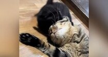『元気いっぱいな子猫』に絡まれる先輩猫……あまりにも『優しい対応』にほっこりする人が続出「おとなだなぁｗ」「優しいお兄ちゃん」
