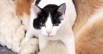 秋田犬のことが大好きなハチワレ猫→どうしても顔周りに行きたくて…微笑ましい光景が22万再生「ふたりともマイペースで可愛い」「癒された」