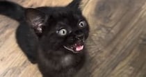 ごはんが食べたい子猫→『お腹空いたアピール』を始めると、あまりにも可愛い『鳴き声』で…微笑ましい光景に「癒された」「おもろ可愛すぎｗ」