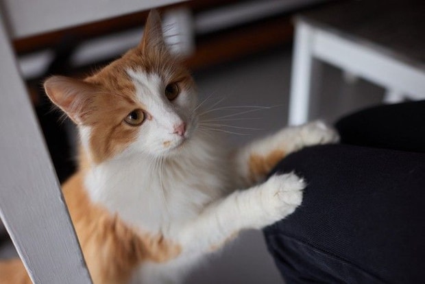 膝に乗りたがる猫