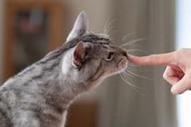 猫が『離れたくない』と思う人に共通する特徴5選　どんな人が選ばれるの？接し方のコツまで
