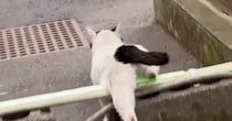 外で生活していた『ひとりぼっちの猫』が保護された結果→半年が経つと…感動のエピソードが45万再生「涙が出てきた」「顔つきが変わったね」
