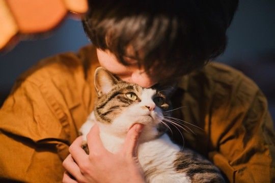 猫の『輪廻転生』についての通説4つ 亡くなった愛猫と再会できる?生まれ変わりを感じる瞬間とは