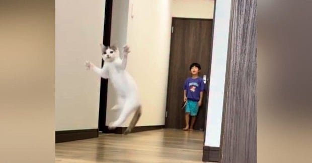 子どもたちがピンポン玉で遊び始めると、猫がやってきて…微笑ましい様子に「なんて幸せな光景」「3人兄妹のようで可愛い」と癒される人が続出