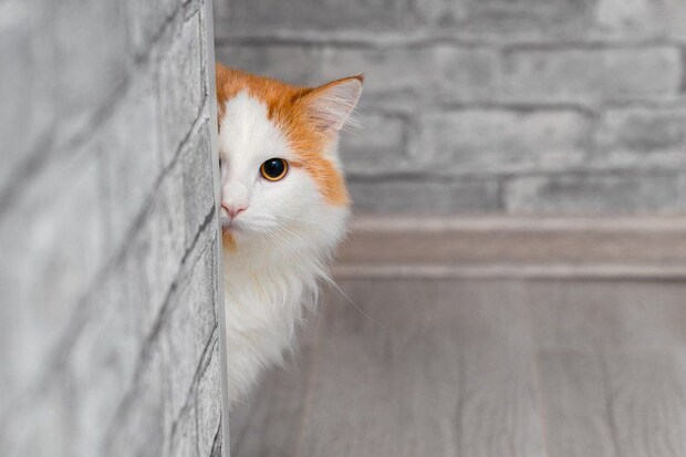 覗き見する猫
