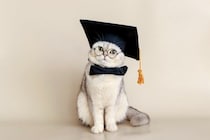 経営学修士号（MBA）を獲得した「非常に優秀な」猫…実は「おとり捜査員」だった！　米国