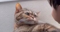 『私には鬼厳しいネコ』→子どもには……まるで別猫のような光景にほっこりする人が続出「尊すぎる」「とても優しいね」と20万表示