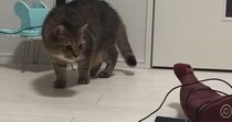 マッサージ器が大嫌いな猫→『高速パンチ』を打ち出したと思ったら…『予想外の光景』に反響「めちゃめちゃ可愛いｗ」「そろ～りそろ～りｗ」