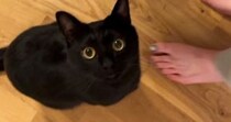 どうしても構ってほしい黒猫→ママが離れると……あまりにも可愛い『まさかの行動』が38万再生「幸せな気持ちになった」「たまらんねｗ」