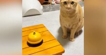 猫の目の前に『呼び出しベル』を置くと→慣れた手つきで……あまりにも賢い『驚きの行動』が19万再生「礼儀正しくてステキ」「頭いいニャ」
