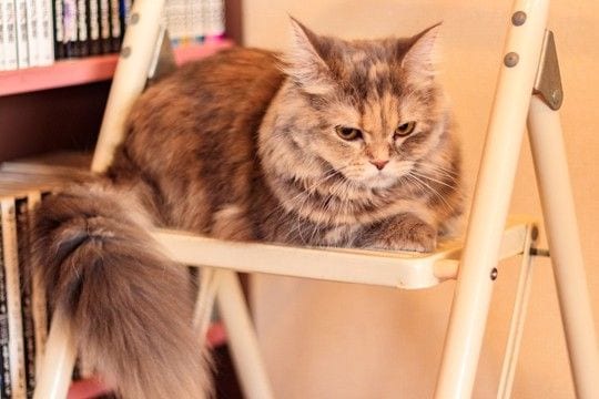 猫が『攻撃的な態度』になってしまう原因4つ 見逃せないサインや取るべき対処法まで