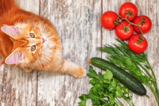 猫にとって危険な『夏野菜』8選 食べさせてはいけない理由や誤飲時に取るべき行動