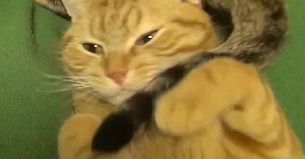 気持ちよさそうに寝ていた猫→同居猫の『しっぽ』が気になって…笑ってしまう光景が55万再生「ブンブンw」「ワイパーが動いているみたいw」