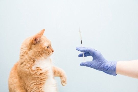 猫との暮らしの中で『洗濯ネット』が役立つ理由3つ 活用できるシーンや使用するときのコツもご紹介
