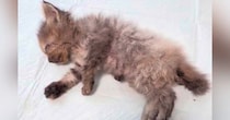目が塞がり、『瀕死の状態だった子猫たち』→治療を続けた結果…涙が止まらない『現在の光景』が105万再生「本当にすごい」「グッときた」