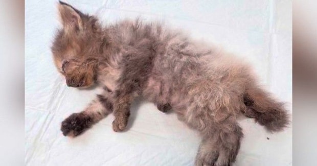 目が塞がり、『瀕死の状態だった子猫たち』→治療を続けた結果…涙が止まらない『現在の光景』が105万再生「本当にすごい」「グッときた」