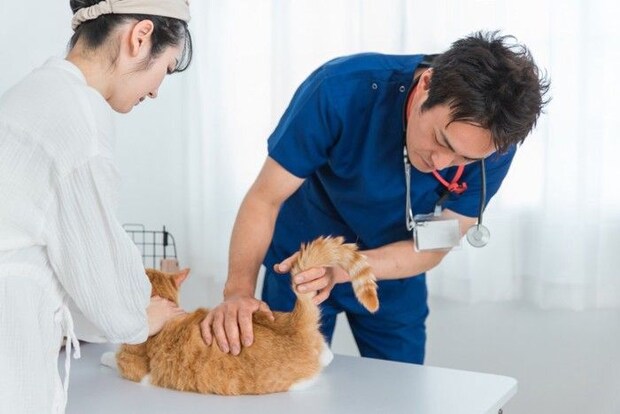 しっぽとお尻の周りを診察してもらう猫