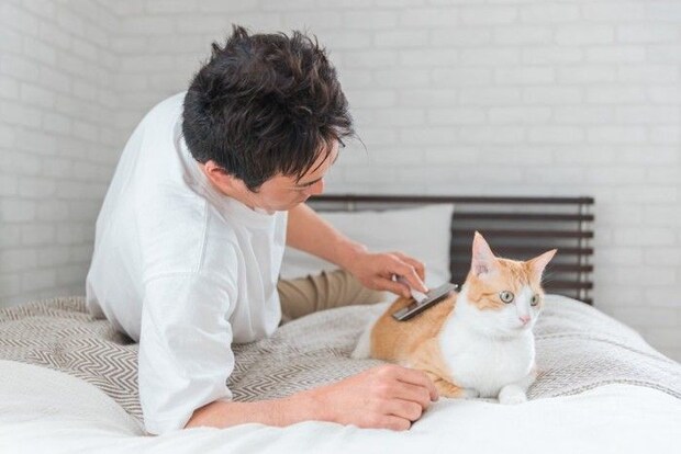 飼い主にブラッシングされる猫