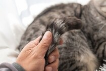 猫の尻尾がベタベタする『スタッドテイル』ってなに？　発症しているときの症状や予防法まで解説