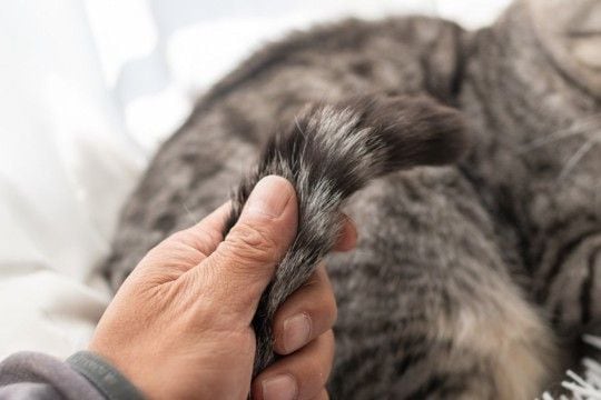 猫の尻尾がベタベタする『スタッドテイル』ってなに? 発症しているときの症状や予防法まで解説