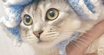 『お花付きの帽子』をかぶった猫→『表情』が変化して…笑ってしまう『可愛すぎる光景』が145万表示「寄生されてる感ｗ」「ピクミンみたい」