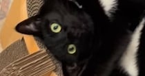 キャットタワーでくつろぐ猫の体勢に驚愕…ぐにゃぐにゃすぎる『まさかの瞬間』に２万いいね「どういう体勢ｗ」「工場でリセットしないとｗ」
