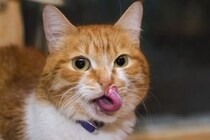 猫が飼い主を舐めてくる時の理由とその気持ち