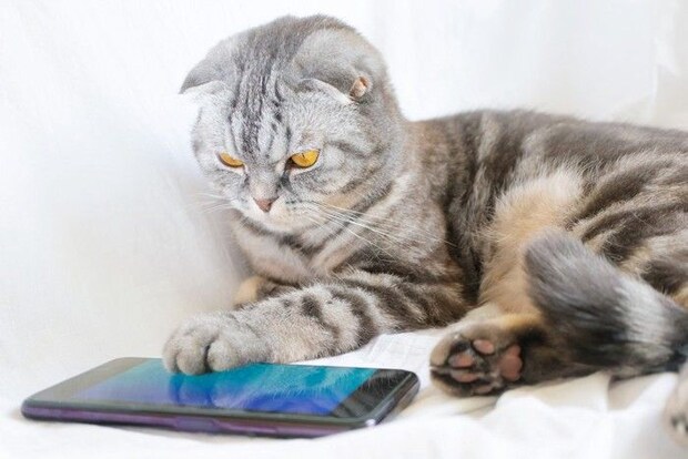 スマホに前足をのせる猫